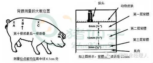 也使部分小猪在15到20天出现拉稀,就是因为母猪营养管理不到位,背膘