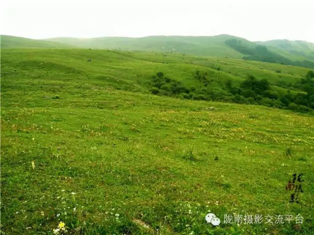 上坪草原位于礼县西部上坪乡,这里沃野千里,水草丰美,牛羊成群.