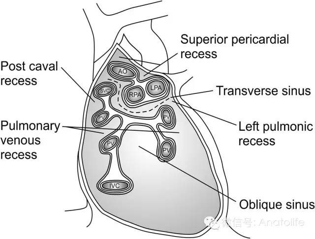 【影像必备】心包窦及隐窝