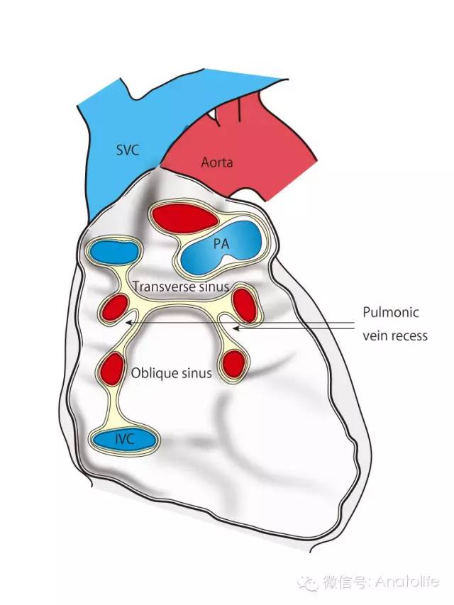 心包上隐窝(superior pericardial recess,脏层心包沿主动脉弓向上