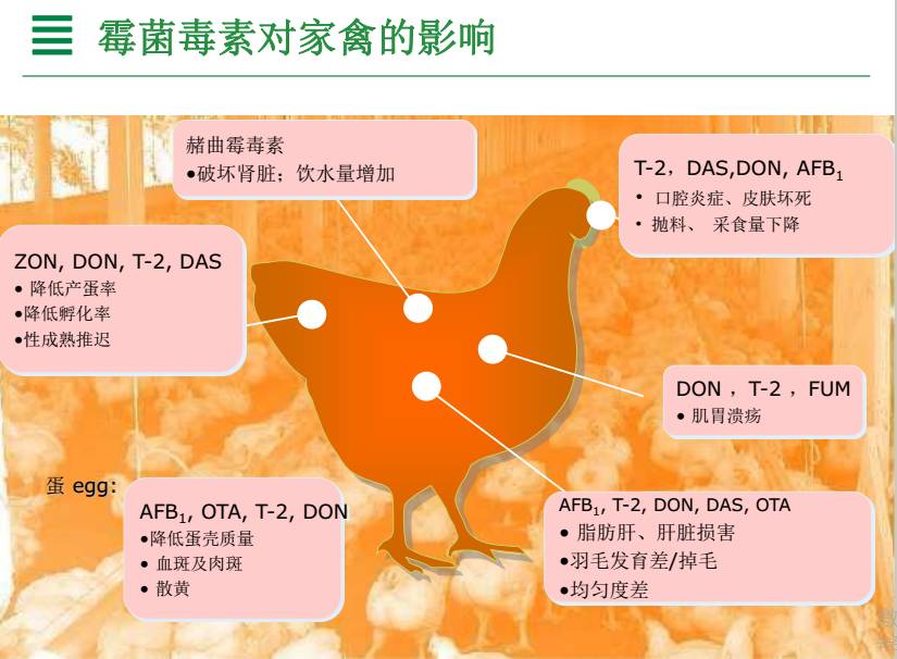 备注:ota(赭曲霉毒素)afb1(黄曲霉毒素)fum(烟曲霉毒素)zon(玉米赤霉