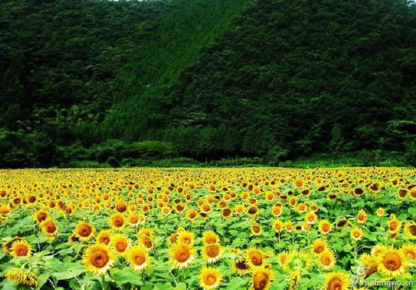 花已成海,你在不在?730 / 作者:黑白年代 / 帖子ID:106721 花已成海,你在不在?730 / 作者:黑白年代 / 帖子ID:106721