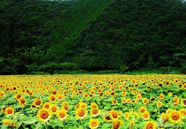 花已成海，你在不在？829 / 作者:黑白年代 / 帖子ID:106721