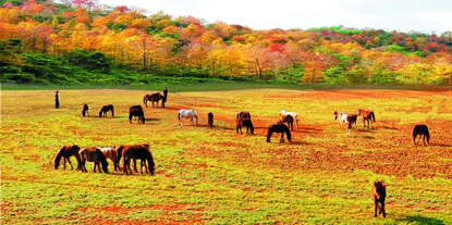 红叶为媒冬牵秋，德保枫叶节225 / 作者:欧耶 / 帖子ID:106242
