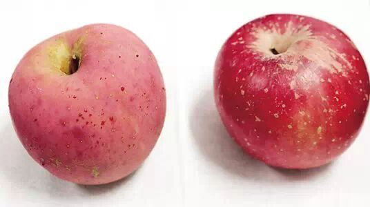 市民给苹果洗了个热水澡，居然会“流血”？能吃吗！372 / 作者:美丽的梦花 / 帖子ID:106692