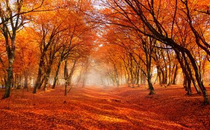 红叶为媒冬牵秋，德保枫叶节801 / 作者:欧耶 / 帖子ID:106242