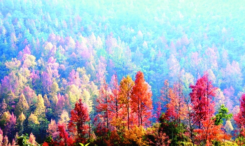 红叶为媒冬牵秋，德保枫叶节785 / 作者:欧耶 / 帖子ID:106242