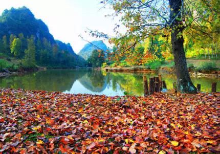 红叶为媒冬牵秋，德保枫叶节339 / 作者:欧耶 / 帖子ID:106242