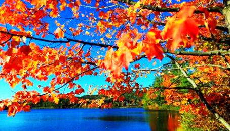 红叶为媒冬牵秋，德保枫叶节252 / 作者:欧耶 / 帖子ID:106242