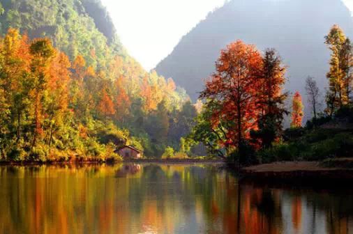 红叶为媒冬牵秋，德保枫叶节585 / 作者:欧耶 / 帖子ID:106242