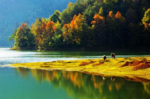 红叶为媒冬牵秋，德保枫叶节681 / 作者:欧耶 / 帖子ID:106242