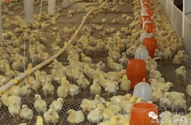 中药治疗鸡感冒？这个药方值得养鸡户收藏！