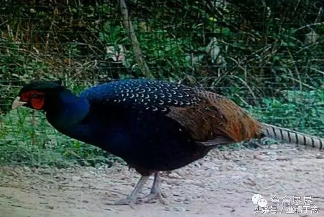 这种山鸡的名字叫做孔雀蓝山鸡,也有人管他叫孔雀蓝雉鸡或者黑化雉鸡