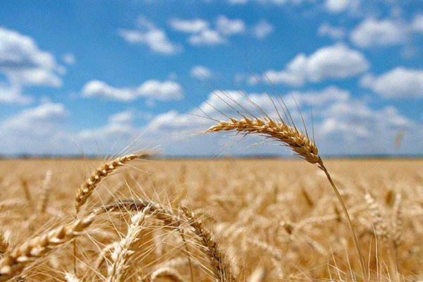 在这初夏时节,快带着孩子来爱贝国际少儿英语,播下英语启蒙的种子