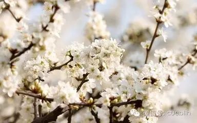 【音乐分享】那些花儿--朴树