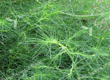 53种野菜样本，别错过，快收藏