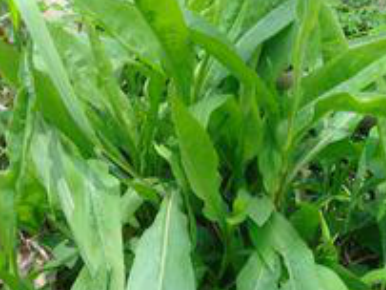 53种野菜样本，别错过，快收藏