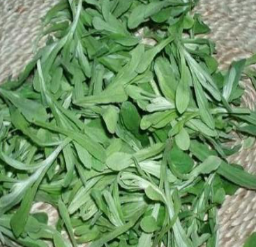 53种野菜样本，别错过，快收藏