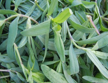 53种野菜样本，别错过，快收藏