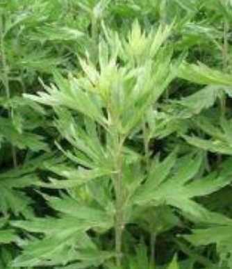 53种野菜样本，别错过，快收藏