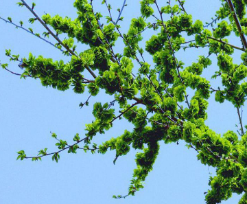 53种野菜样本，别错过，快收藏