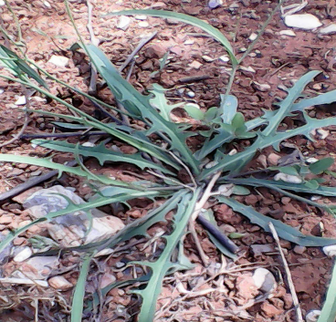 53种野菜样本，别错过，快收藏