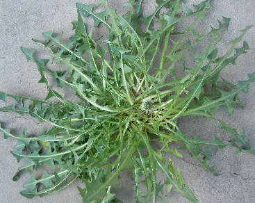 53种野菜样本，别错过，快收藏