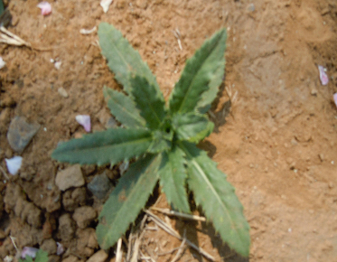 53种野菜样本，别错过，快收藏