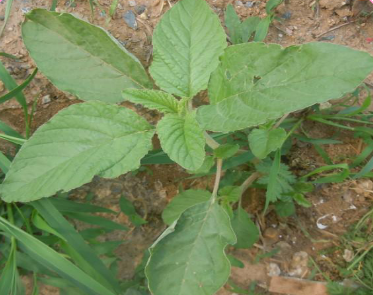 53种野菜样本，别错过，快收藏