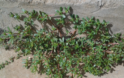 53种野菜样本，别错过，快收藏