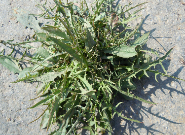 53种野菜样本，别错过，快收藏