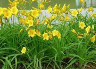 53种野菜样本，别错过，快收藏