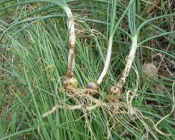 53种野菜样本，别错过，快收藏