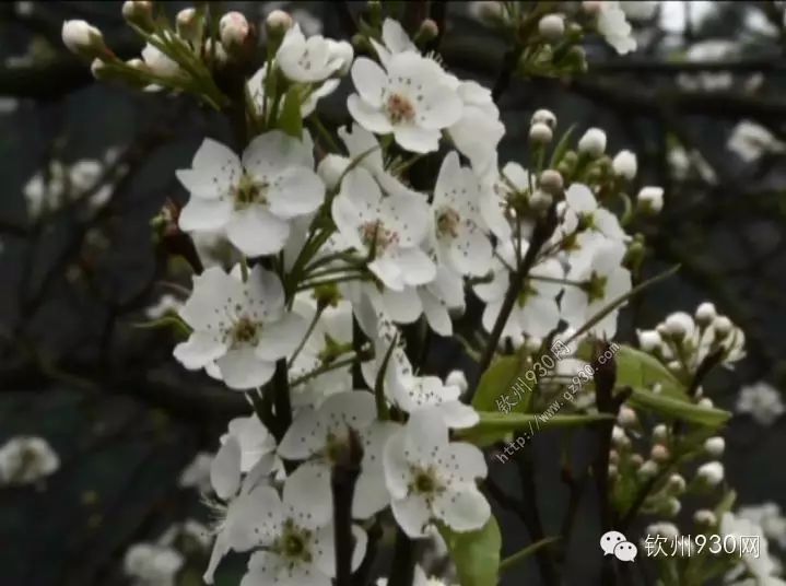 【桂林桂花糖美食分享组】【城游】梨花一枝春带雨,间