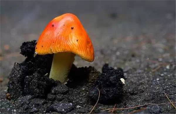 25张图告诉你:生命有多顽强 - 亮麗 - 亮麗的博客 25张图告诉你:生命有多顽强 - 亮麗 - 亮麗的博客