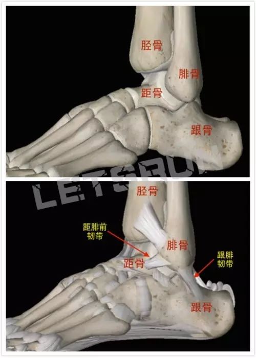 我们先来看看踝关节外侧都有些什么结构.