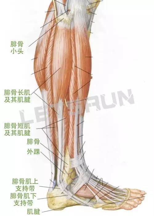 腓骨长肌起于腓骨外侧面上方,止于足底外侧.
