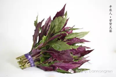 半农人 野菜美食 蒜蓉紫背天葵 野菜王国 新浪博客