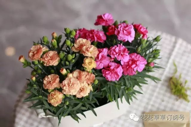 鲜花养护小知识_鲜花养护_鲜花养护步骤示意图