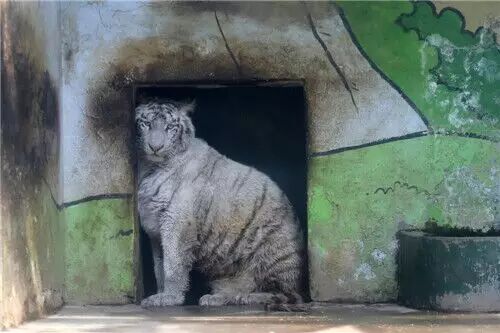 天津动物园又来新成员 小非洲狮和小白虎