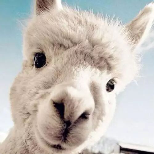 近千只神兽“草泥马”组团包机来天津了