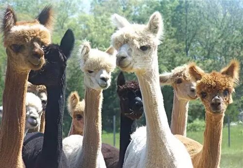 近千只神兽“草泥马”组团包机来天津了