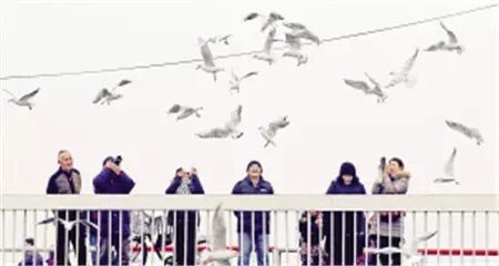 刘庄浮桥要华丽变身啦！