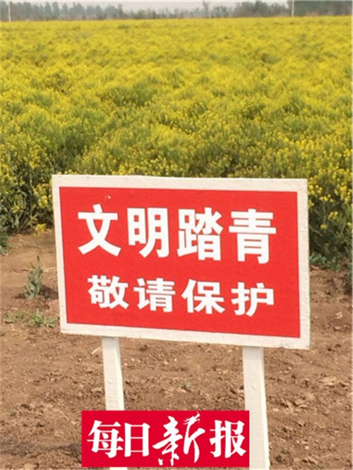 静海农民种板蓝根被误以为是油菜花引疯狂自拍