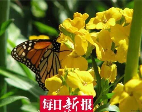 静海农民种板蓝根被误以为是油菜花引疯狂自拍