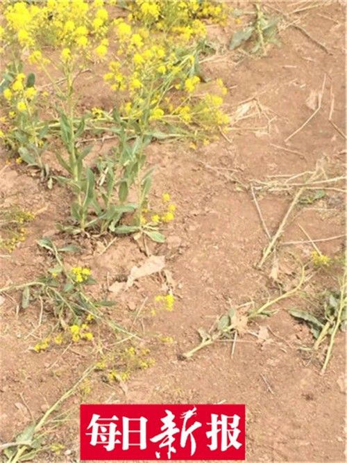 静海农民种板蓝根被误以为是油菜花引疯狂自拍