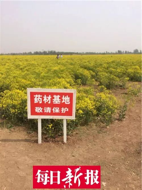 静海农民种板蓝根被误以为是油菜花引疯狂自拍