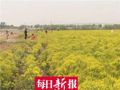 静海农民种板蓝根被误以为是油菜花引疯狂自拍