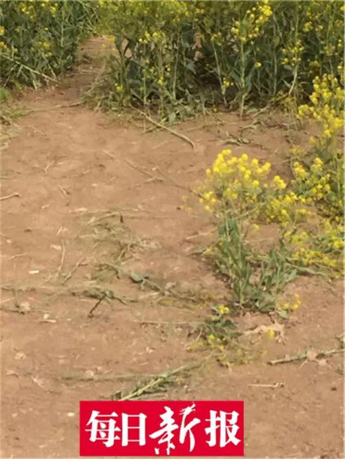 静海农民种板蓝根被误以为是油菜花引疯狂自拍