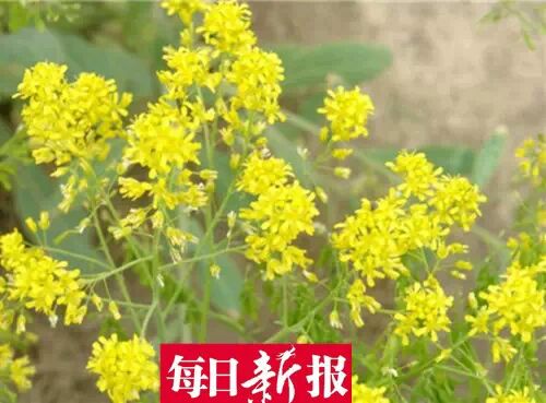 静海农民种板蓝根被误以为是油菜花引疯狂自拍